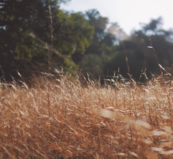 中国女足气势如虹，取得胜绩